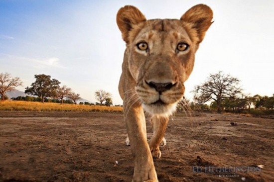 Lion-dragged-the-main-tool-of-Photographer-005