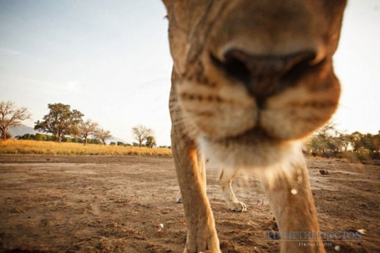 Lion-dragged-the-main-tool-of-Photographer-006