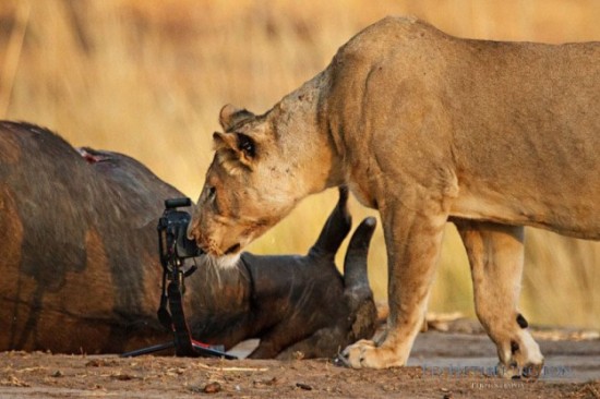 Lion-dragged-the-main-tool-of-Photographer-009