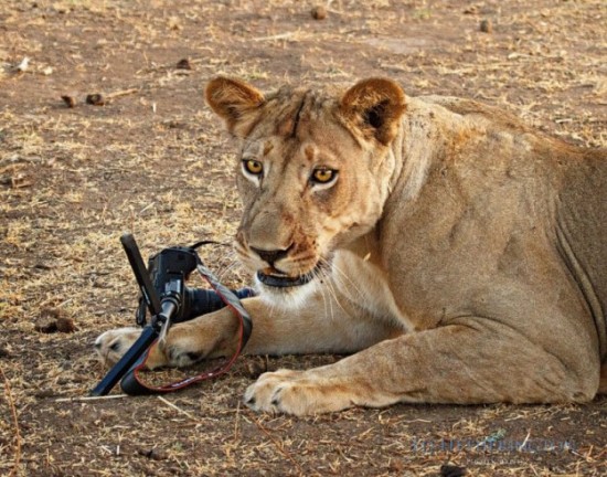 Lion-dragged-the-main-tool-of-Photographer-011