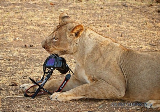 Lion-dragged-the-main-tool-of-Photographer-012