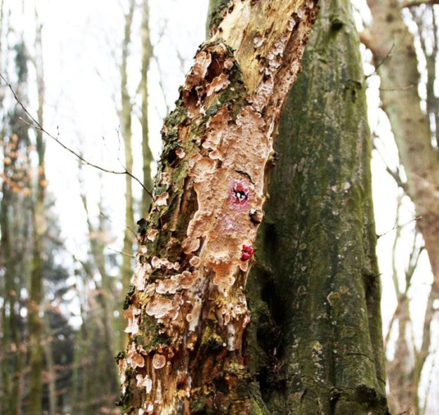 Funny-faces-in-the-forest-005