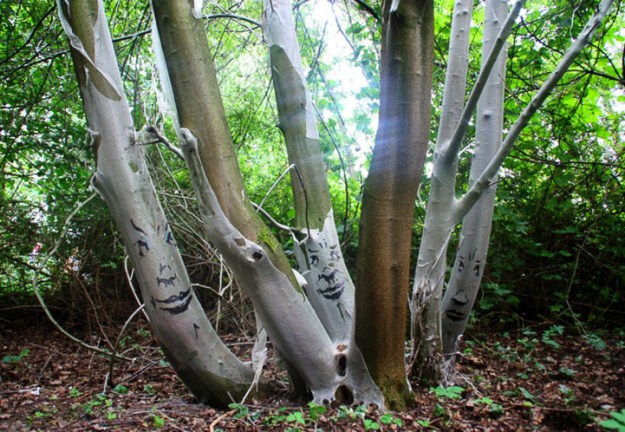 Funny-faces-in-the-forest-006
