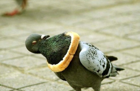 Proof-that-Pigeons-are-the-Coolest-Birds-Ever-001