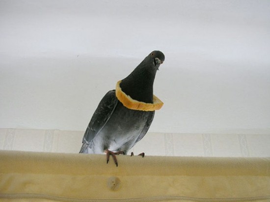 Proof-that-Pigeons-are-the-Coolest-Birds-Ever-002