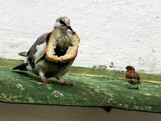 Proof-that-Pigeons-are-the-Coolest-Birds-Ever-003