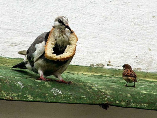 Proof-that-Pigeons-are-the-Coolest-Birds-Ever-003