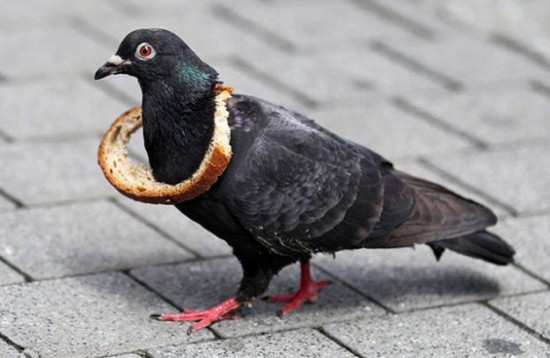 Proof-that-Pigeons-are-the-Coolest-Birds-Ever-004