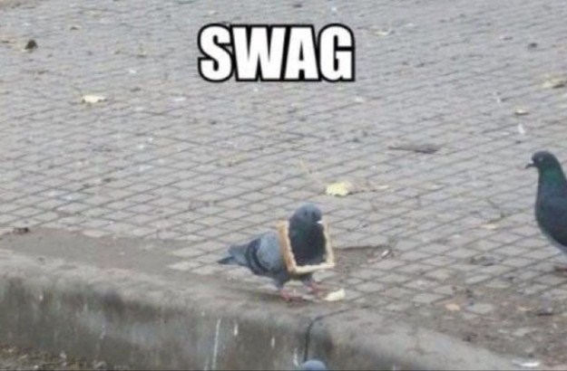 Proof-that-Pigeons-are-the-Coolest-Birds-Ever-005