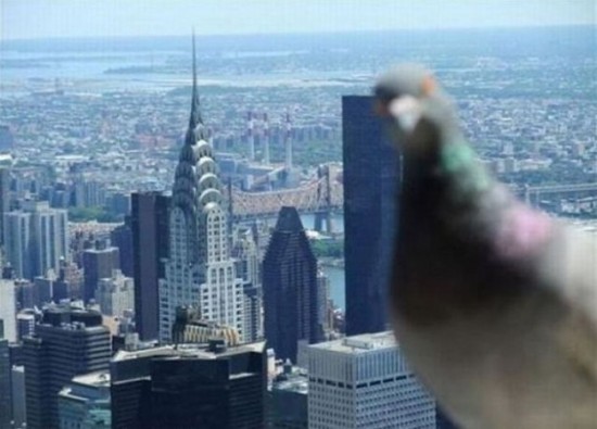 Proof-that-Pigeons-are-the-Coolest-Birds-Ever-006
