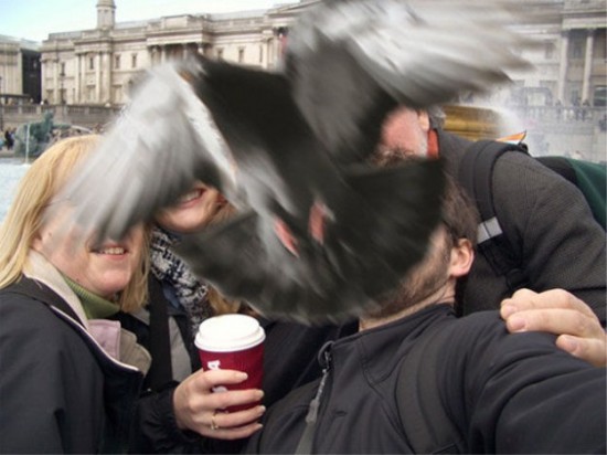 Proof-that-Pigeons-are-the-Coolest-Birds-Ever-010