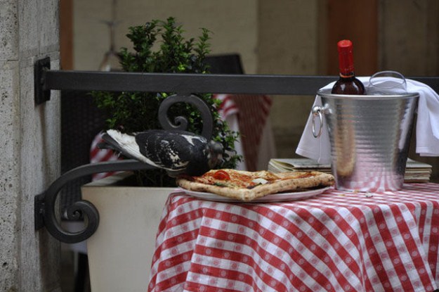 Proof-that-Pigeons-are-the-Coolest-Birds-Ever-012