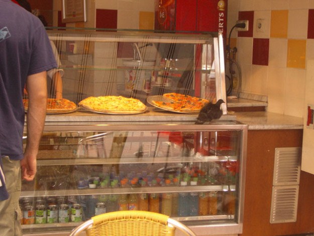 Proof-that-Pigeons-are-the-Coolest-Birds-Ever-013