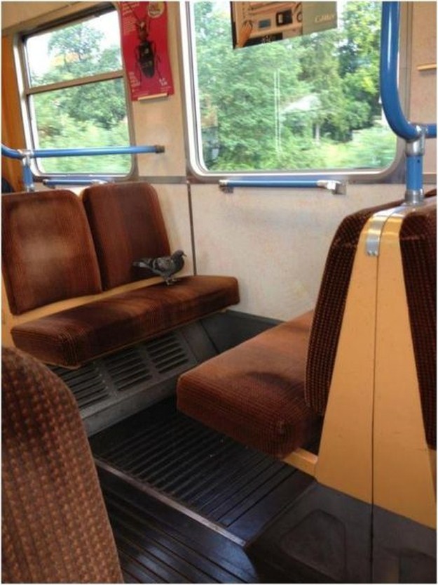 Proof-that-Pigeons-are-the-Coolest-Birds-Ever-015