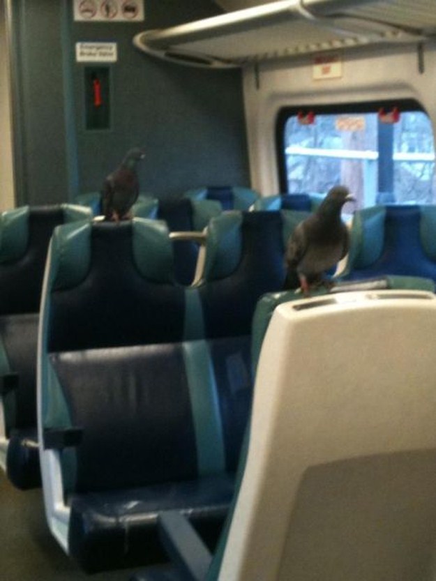 Proof-that-Pigeons-are-the-Coolest-Birds-Ever-016