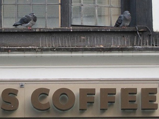 Proof-that-Pigeons-are-the-Coolest-Birds-Ever-019