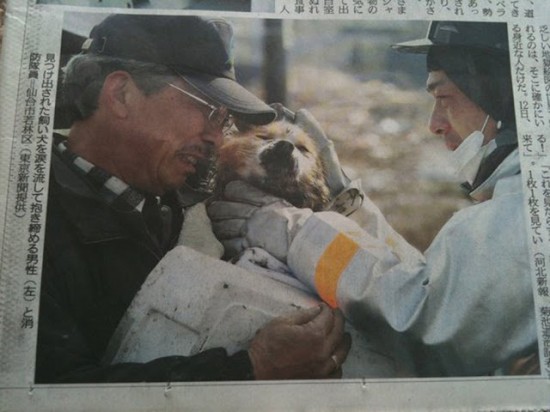 A dog is reunited with his owner following the tsunami in Japan in 2011.