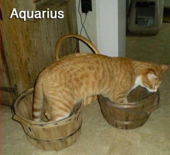 Cats-Recreate-the-12-Signs-of-the-Zodiac-005
