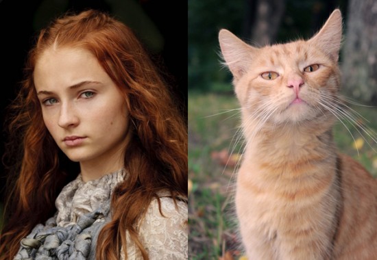 Game-Of-Thrones-Characters-as-Cats-10