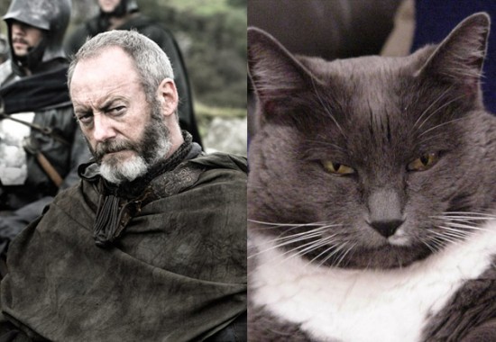 Game-Of-Thrones-Characters-as-Cats-2