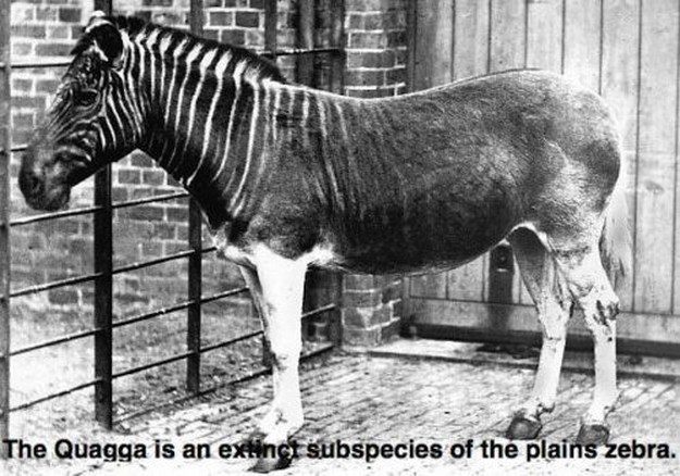 Historical-photos-chock-full-of-facts-006