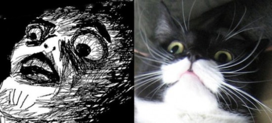 The-Real-Cats-Behind-the-Cartoon-Rage-Faces-002