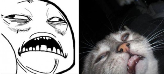 The-Real-Cats-Behind-the-Cartoon-Rage-Faces-004