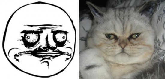 The-Real-Cats-Behind-the-Cartoon-Rage-Faces-005