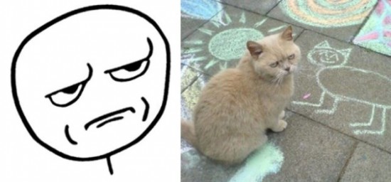 The-Real-Cats-Behind-the-Cartoon-Rage-Faces-007