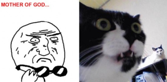The-Real-Cats-Behind-the-Cartoon-Rage-Faces-009