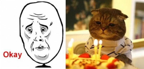 The-Real-Cats-Behind-the-Cartoon-Rage-Faces-011