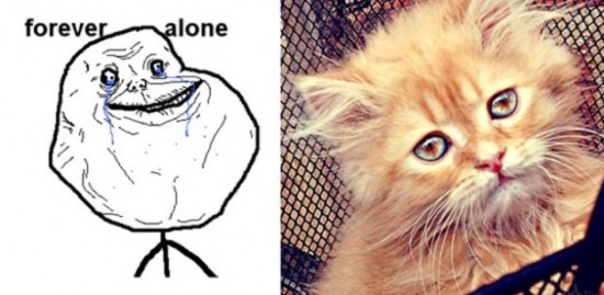 The-Real-Cats-Behind-the-Cartoon-Rage-Faces-012