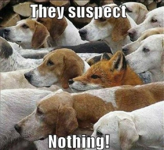 They-Suspect-Nothing-008