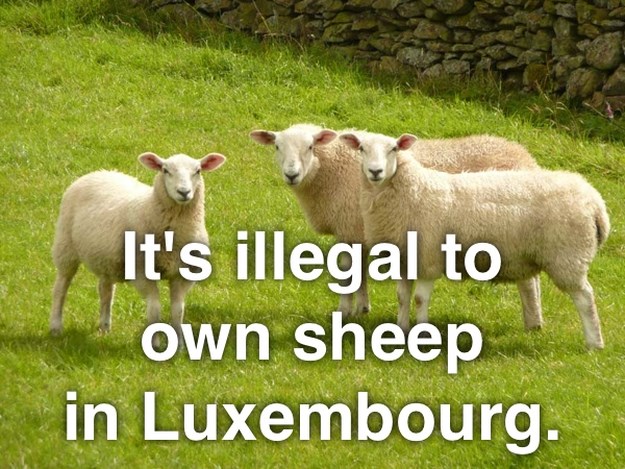 8-Simply-Amazing-Facts-005