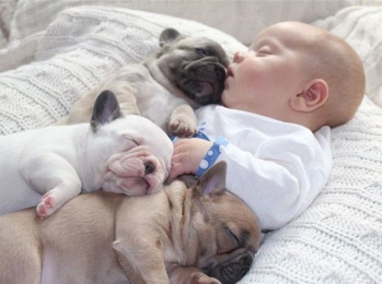 Baby-with-Bulldog-Puppies-001