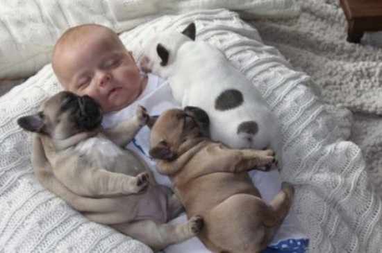 Baby-with-Bulldog-Puppies-005