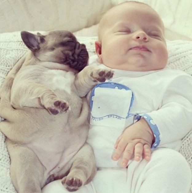 Baby-with-Bulldog-Puppies-006