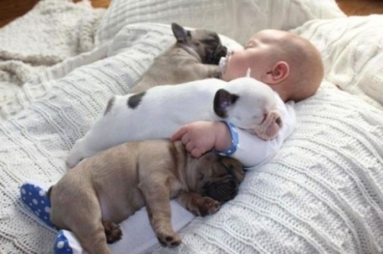 Baby-with-Bulldog-Puppies-009