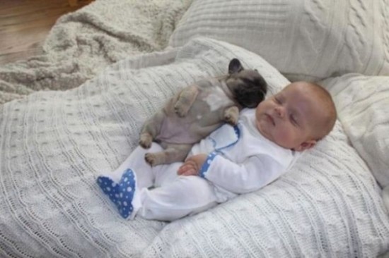 Baby-with-Bulldog-Puppies-010