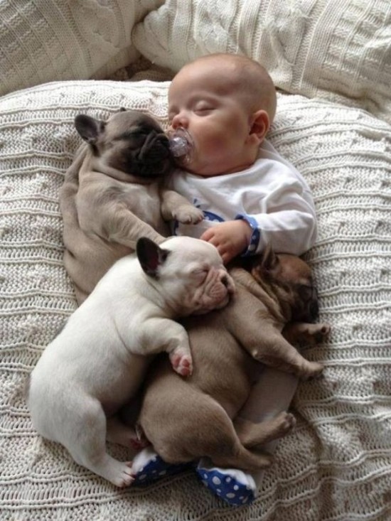 Baby-with-Bulldog-Puppies-011