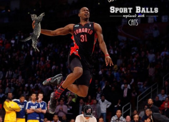 If-Sports-Balls-Were-Cats-Instead-010