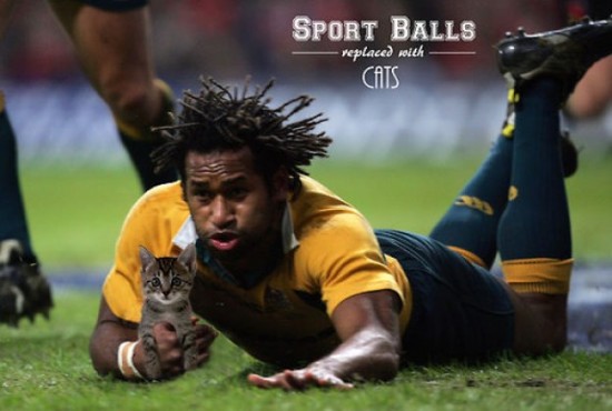 If-Sports-Balls-Were-Cats-Instead-013
