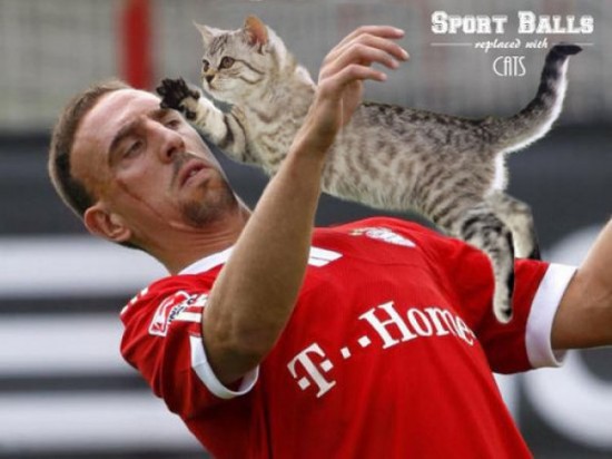 If-Sports-Balls-Were-Cats-Instead-014