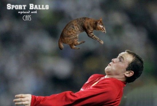 If-Sports-Balls-Were-Cats-Instead-017