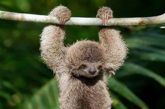 Sloths-are-the-new-cats-028