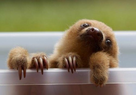 Sloths-are-the-new-cats-033