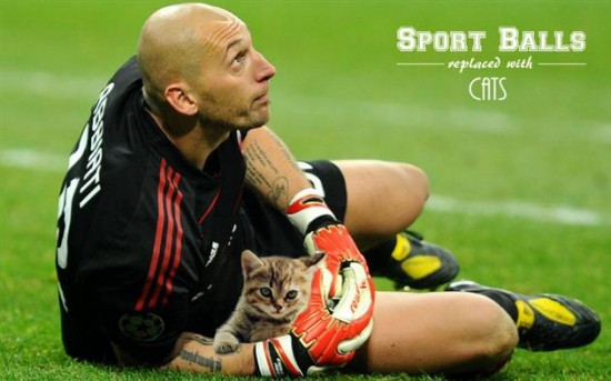 Sports-Balls-Replaced-With-Cats-10