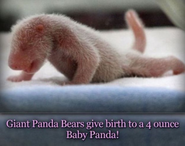 Up-Your-General-Knowledge-with-These-Fun-Facts-010