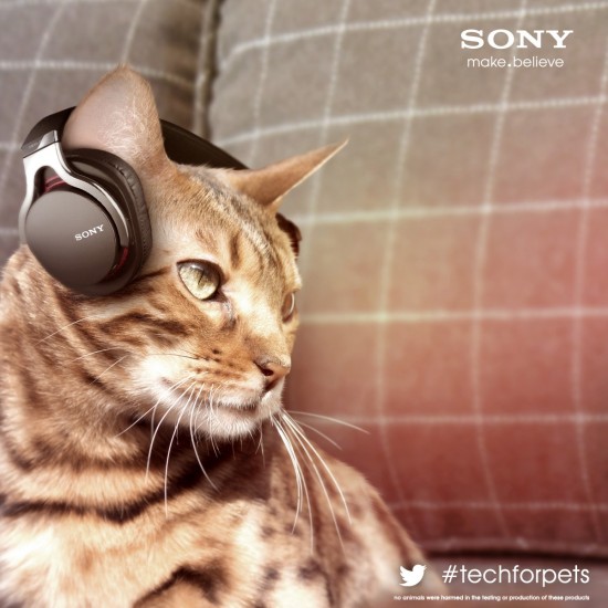 sony-cats