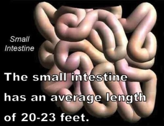 Amazing-facts-of-human-body-002